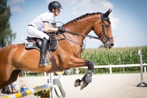 paardenbak verlichting, verlichting voor paardensport